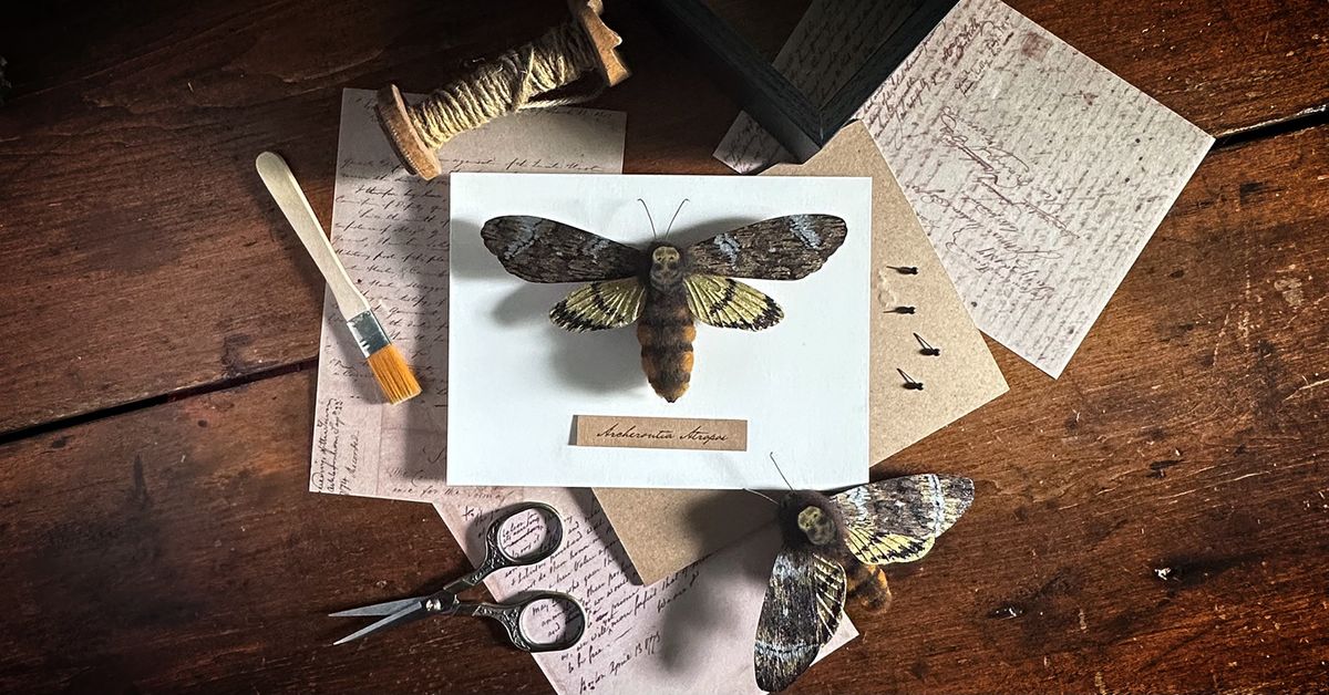 Craft a Death's Head Hawkmoth Framed Specimen