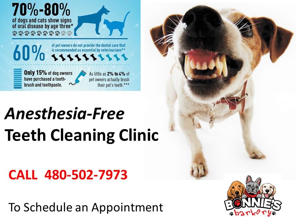 Anestesia-Free Teeth Cleaning Clinic