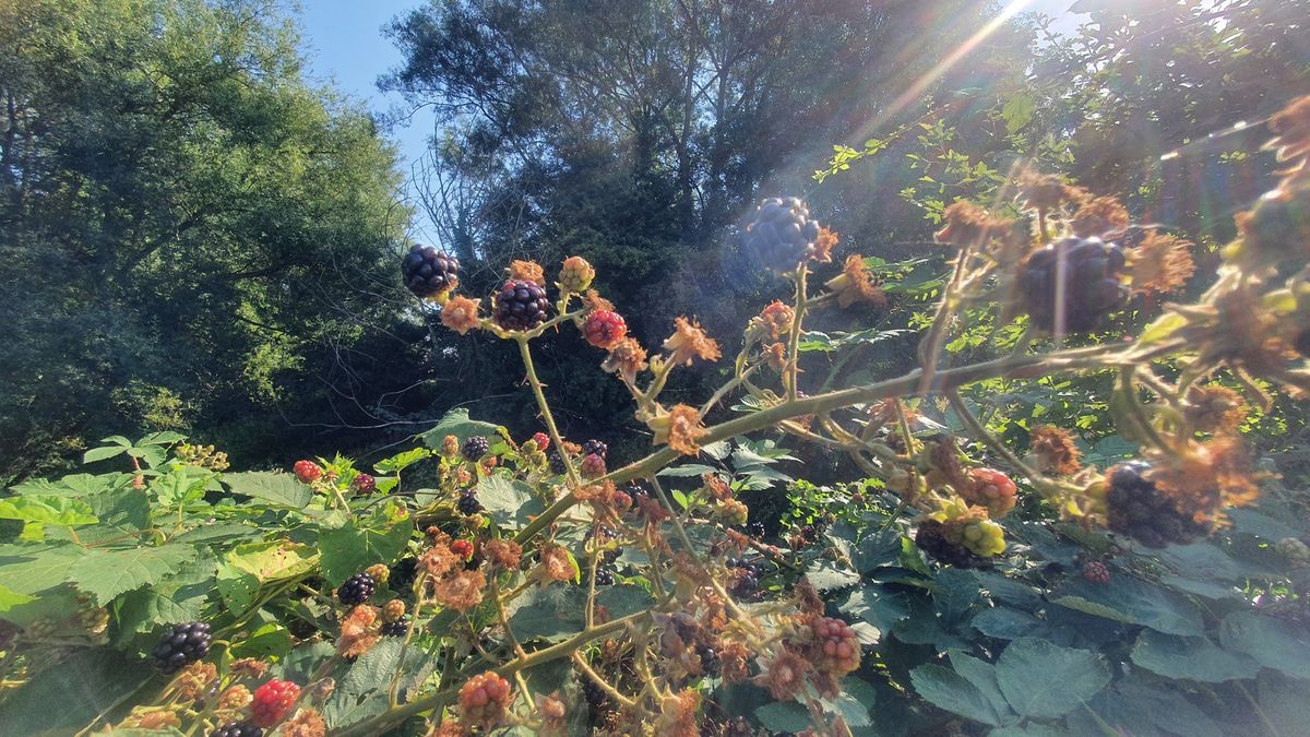 Beginners Foraging Walks in Stirchley