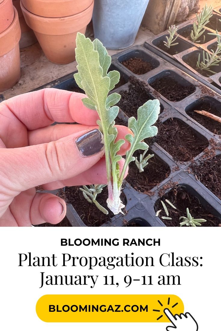 Plant Propagation Class