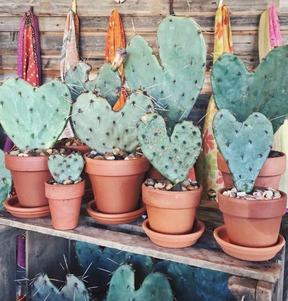 Fort Worth Cactus & Succulent Society February Meeting