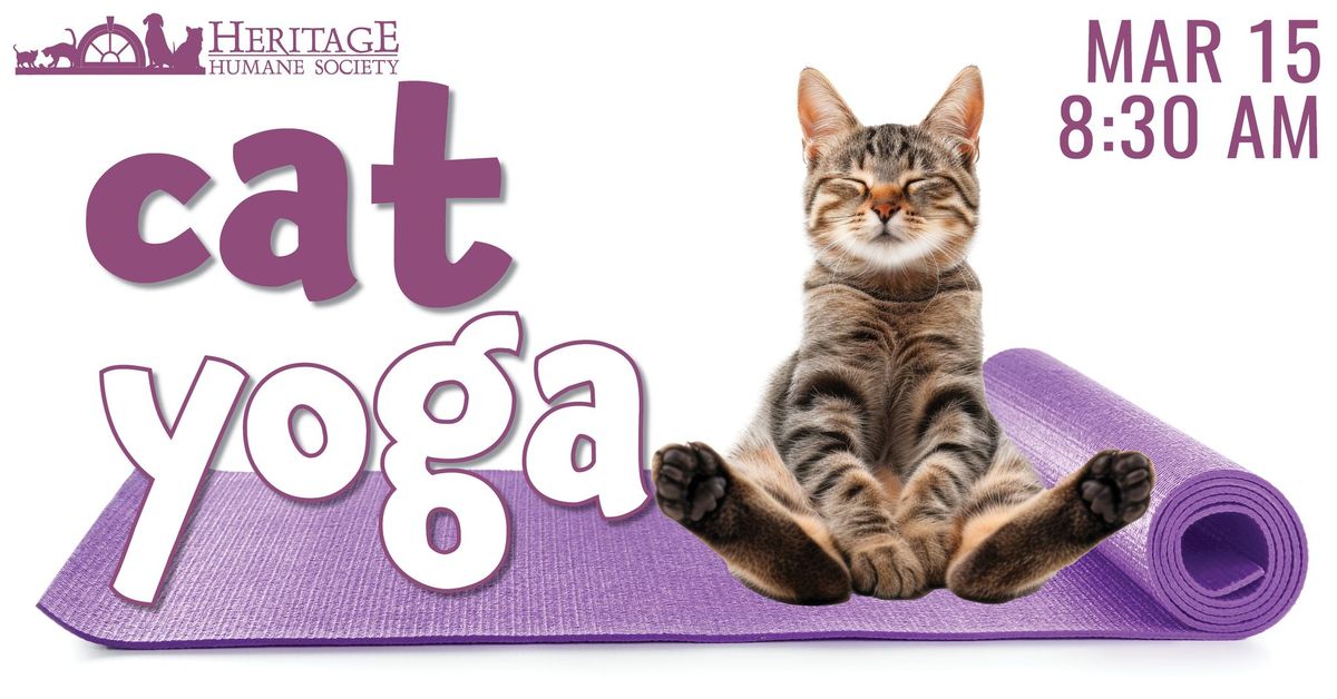 Cat Yoga