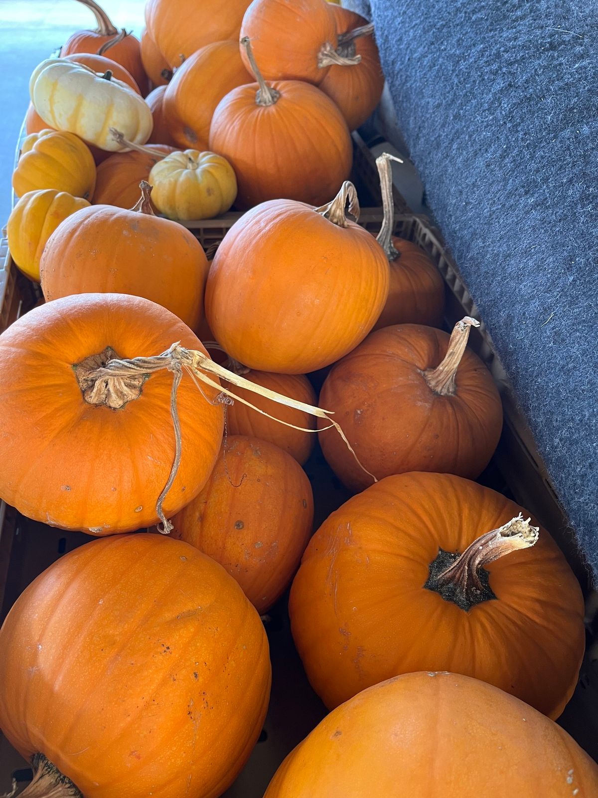 3rd Annual Pumpkin Picking