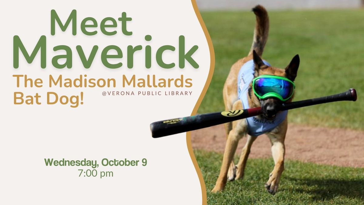 Meet Maverick, the Madison Mallards Bat Dog!