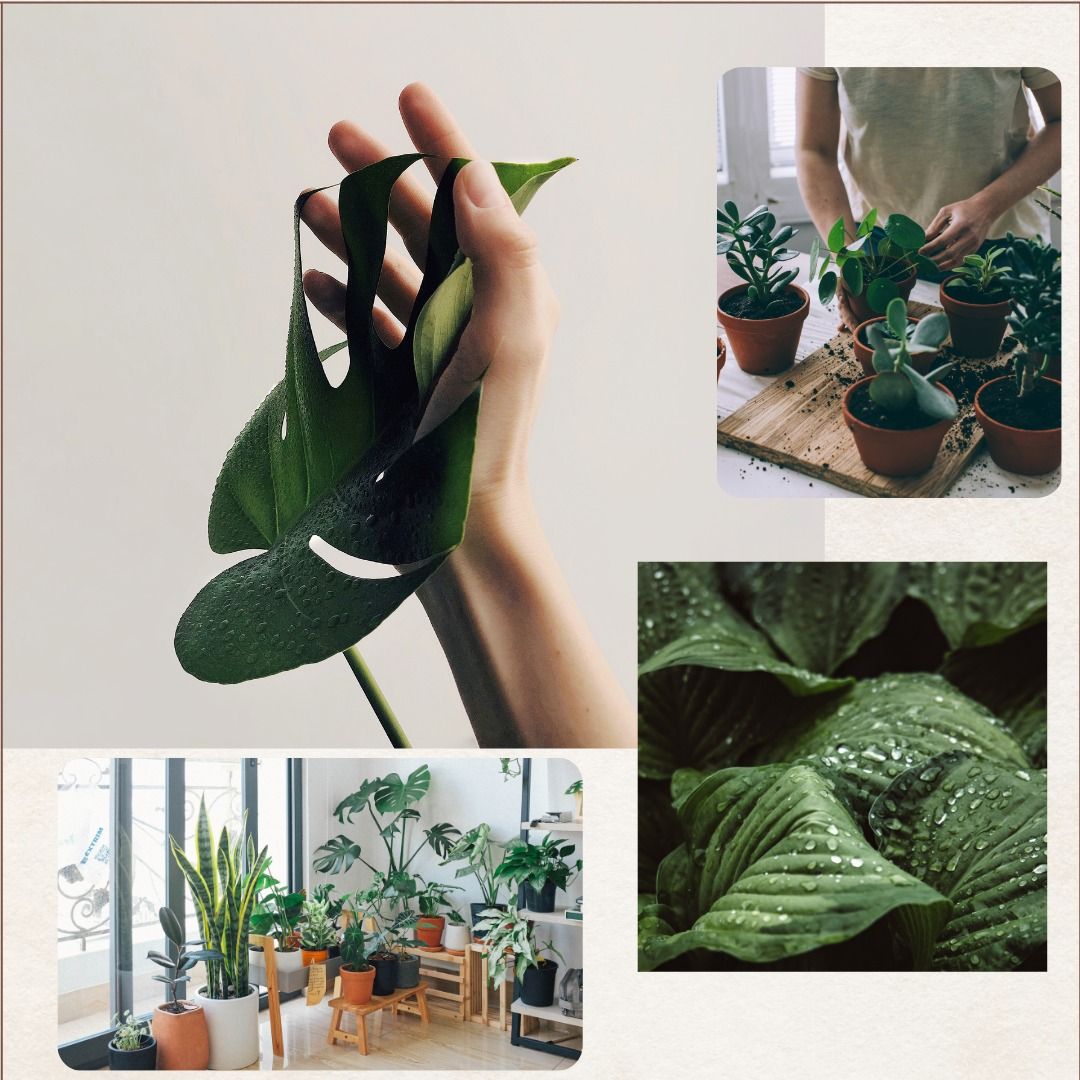 {IN PERSON} TENDING TO THE SPIRIT OF YOUR HOUSE PLANTS