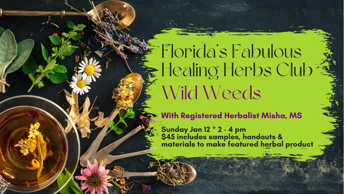 Florida's Fabulous Healing Herbs Club: Wild Weeds January in Sarasota FL!