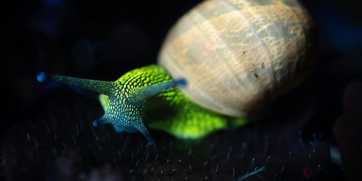 Discover Natural Biofluorescence at How Hill Nature Reserve