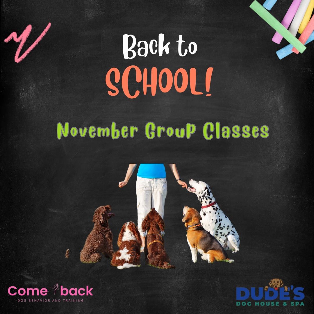 Group Dog Training Classes