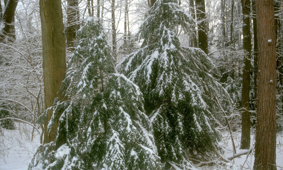 Majestic but Troubled: Eastern Hemlocks