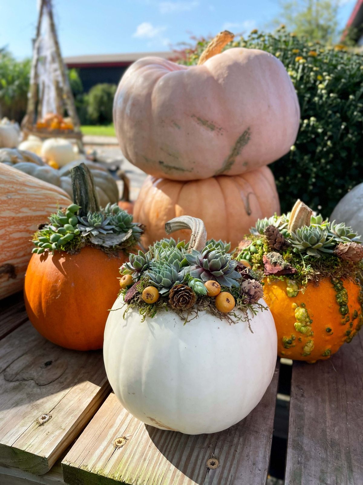 Succulent Pumpkins + Cider Workshop