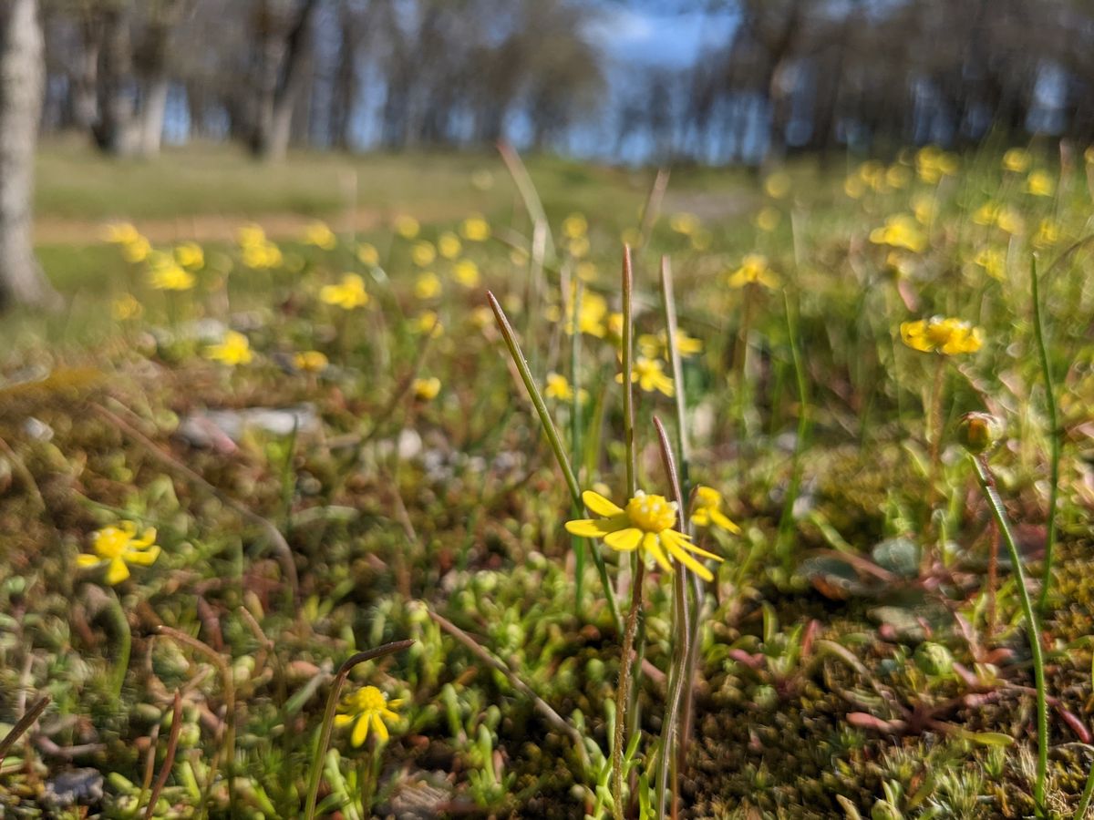 Low Gap Park Wildflower Walk Series: Late Winter