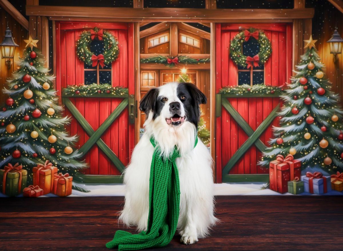 Christmas Pet Portraits