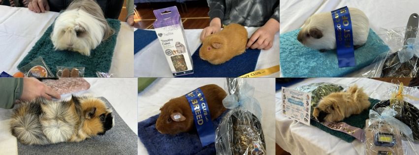 Guinea Pig Show - Dunedin 