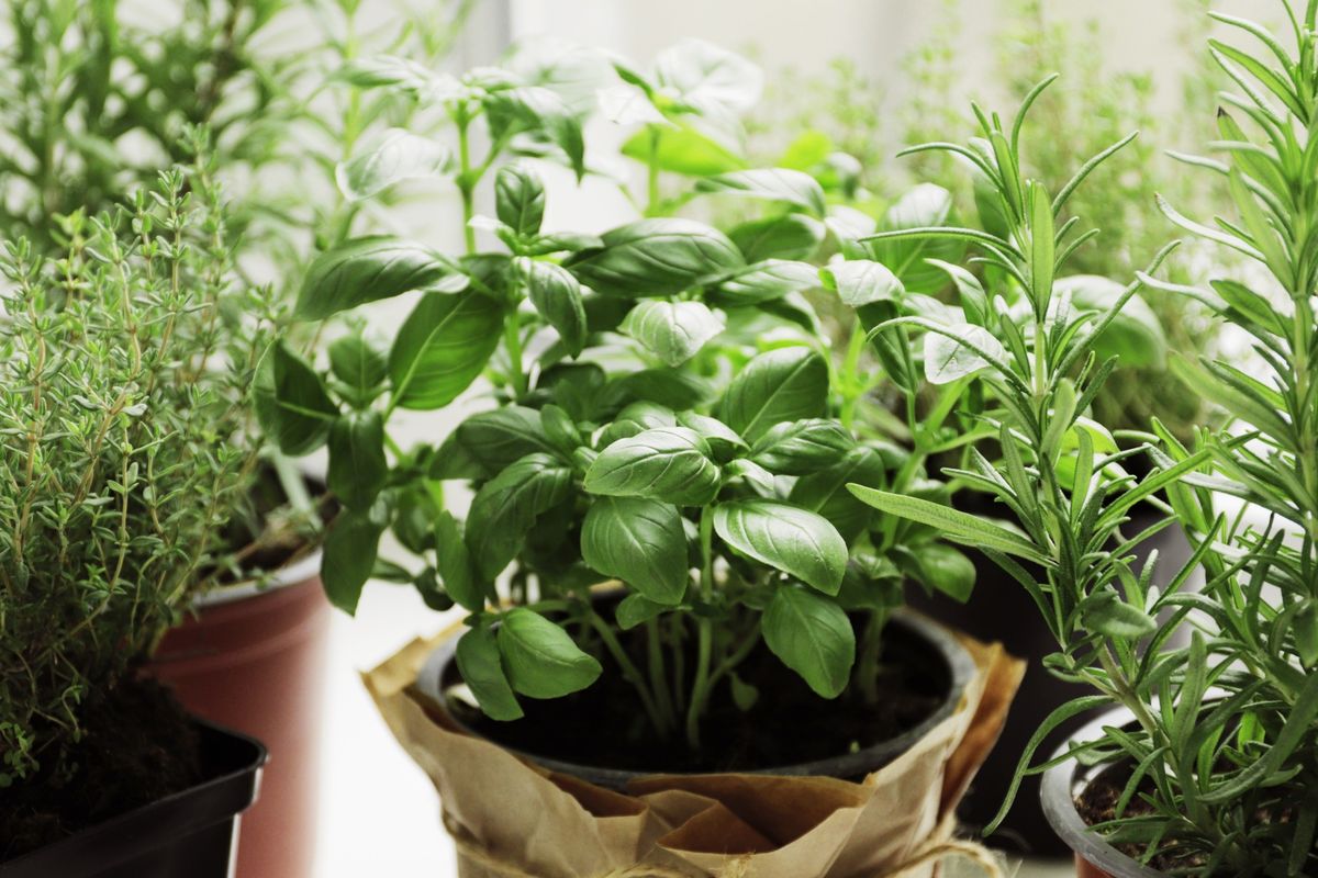 Indoor Herb Gardens for Winter [Hands-on Workshop]