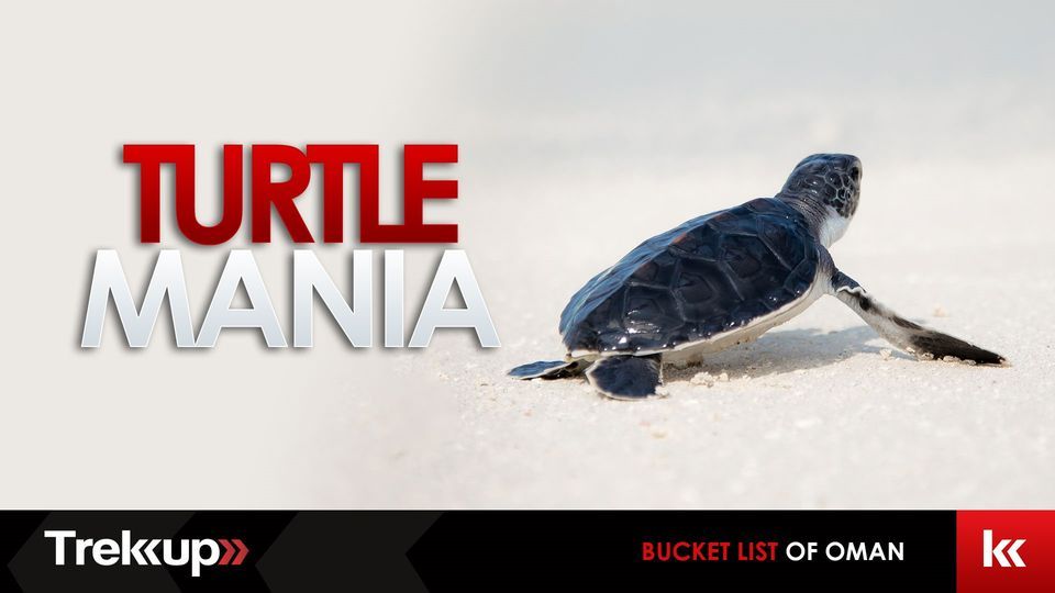 Turtle Mania | The Bucket list of Oman