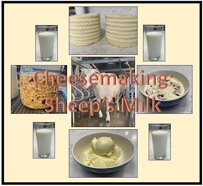 Cheesemaking - Sheep's Milk Cheeses\/Manchego