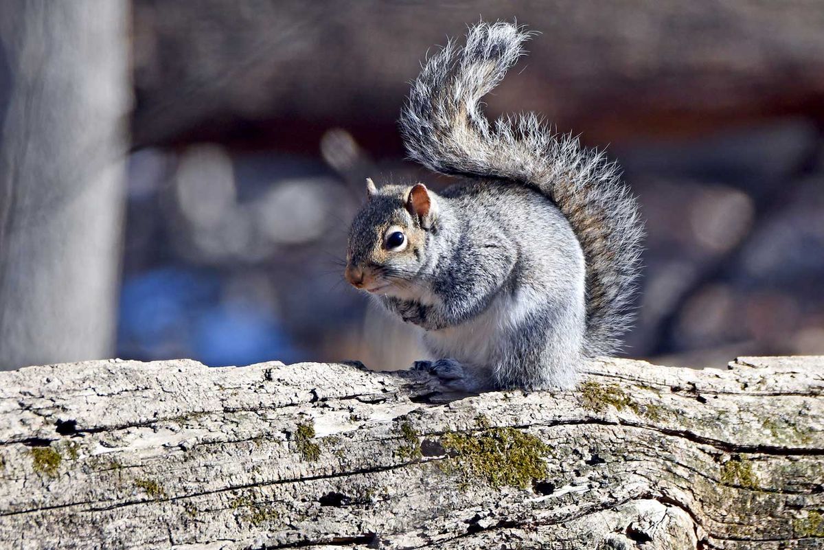 National Take a Hike Day: Hibernation Hike