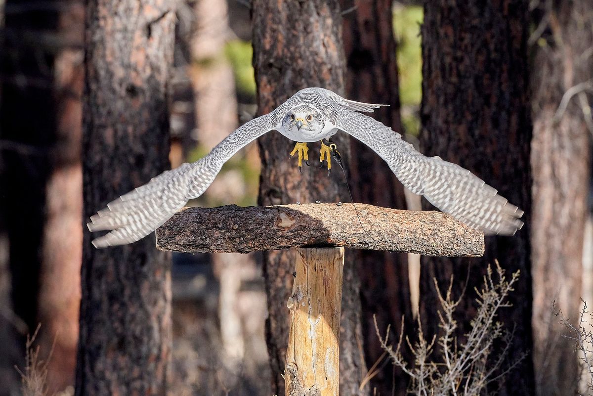 Wildlife Conservation Photography Workshop