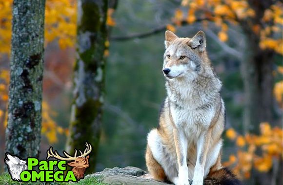 Journ\u00e9e parc Omega & D\u00e9couverte des Animaux! 