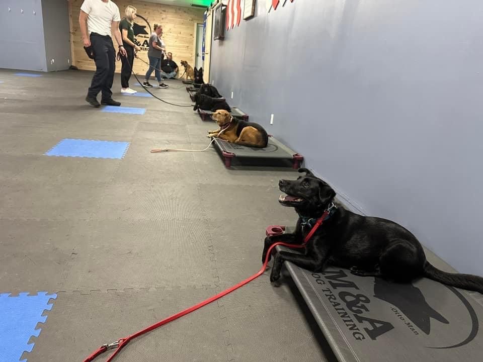 6 Week Basic Obedience Group Class 