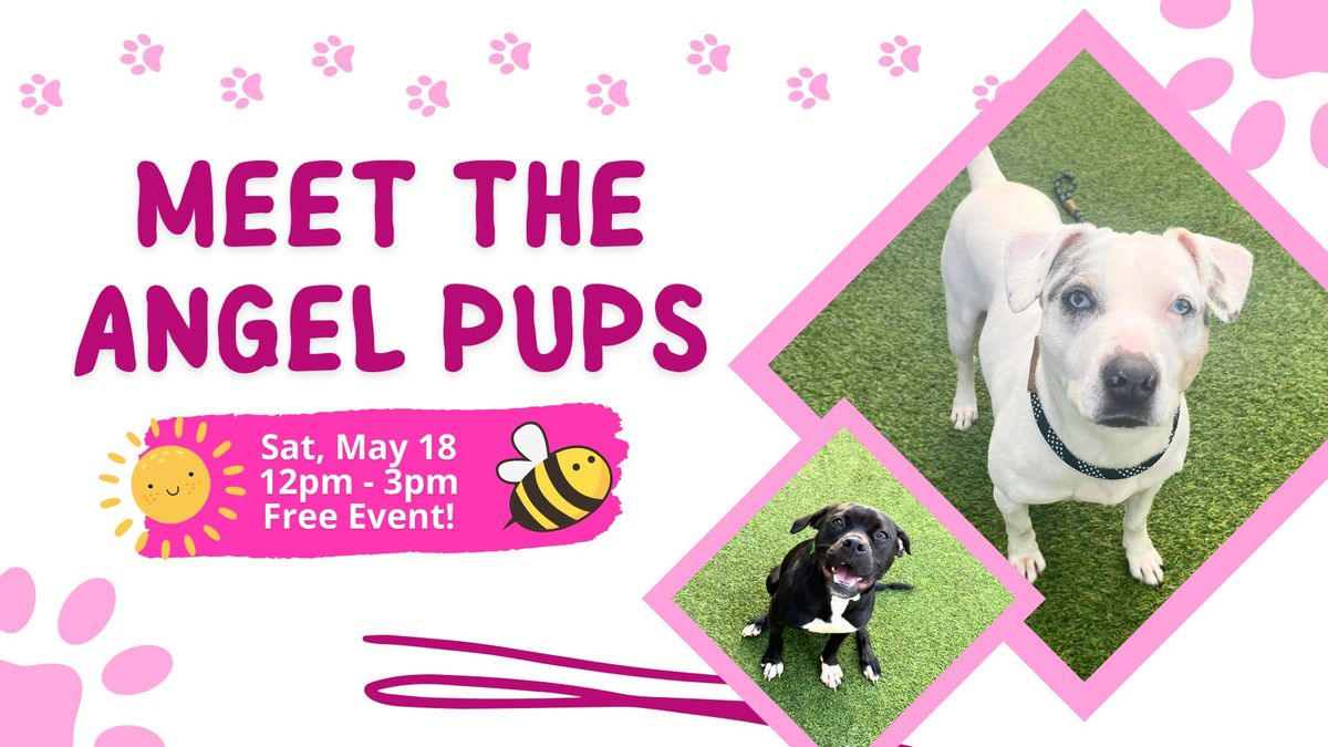 Monthly Meet the Angel Pups
