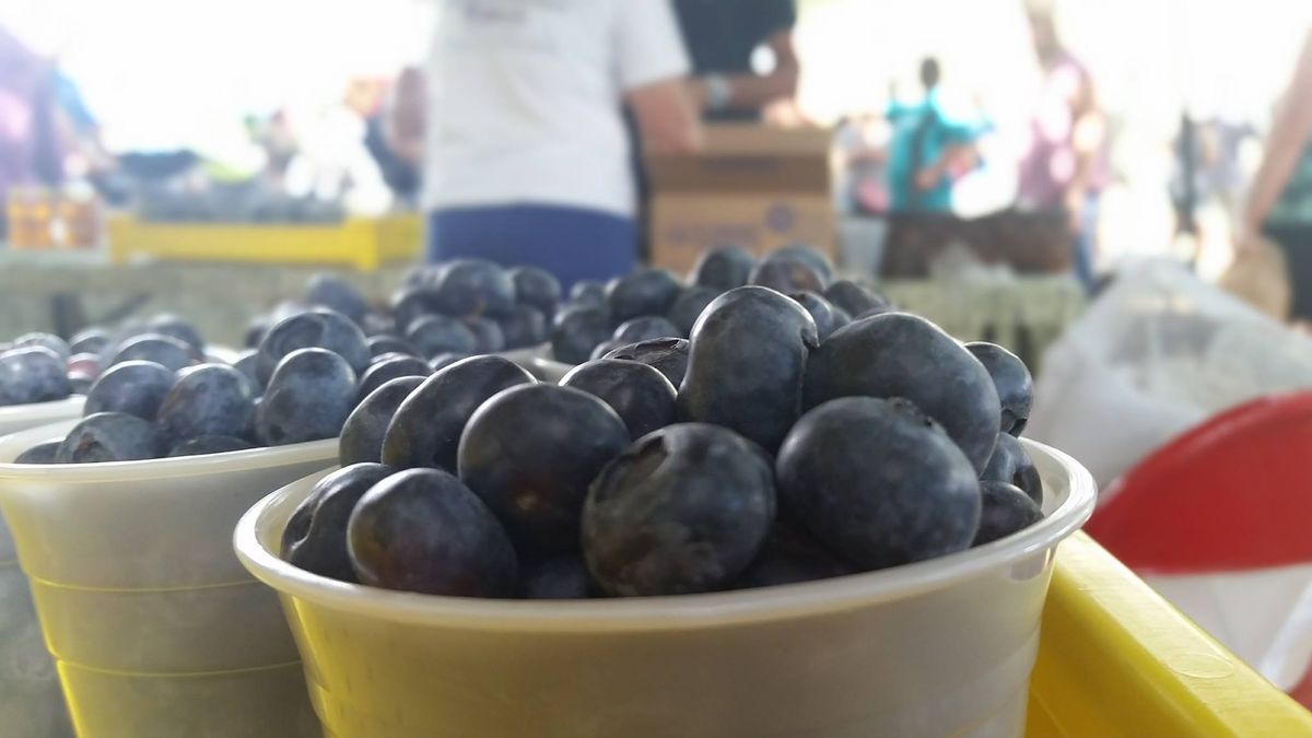 Mount Dora Blueberry Festival