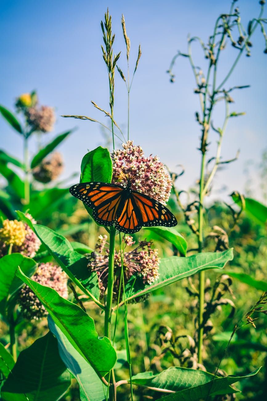 Nature Club for Kids