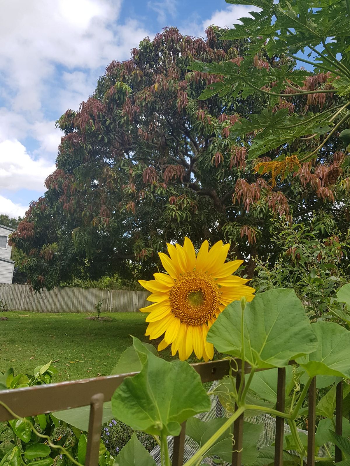 Kangaroo Point Common Farm - Working Bee & Potluck