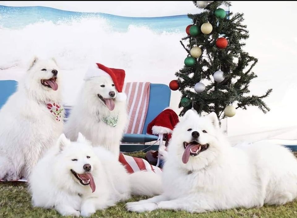 Samoyeds of WA Rescue Xmas Pawty 2023 