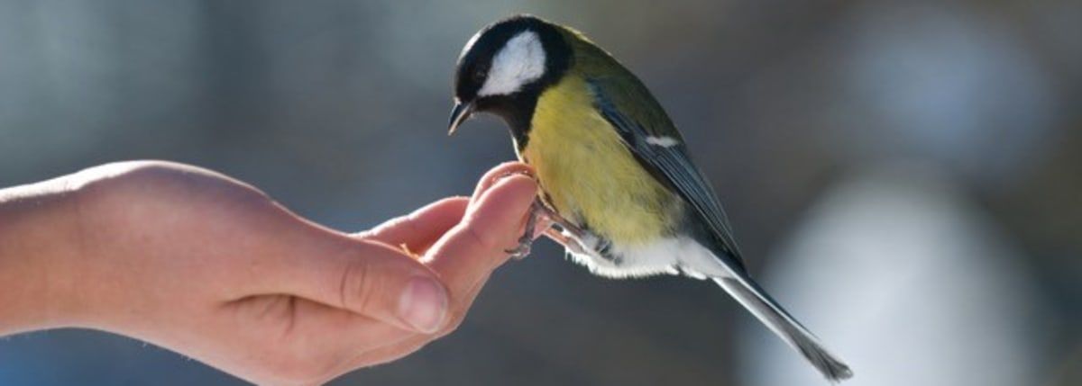 Feed the Birds 2024, Rushmere Country Park, Leighton Buzzard, 27 ...