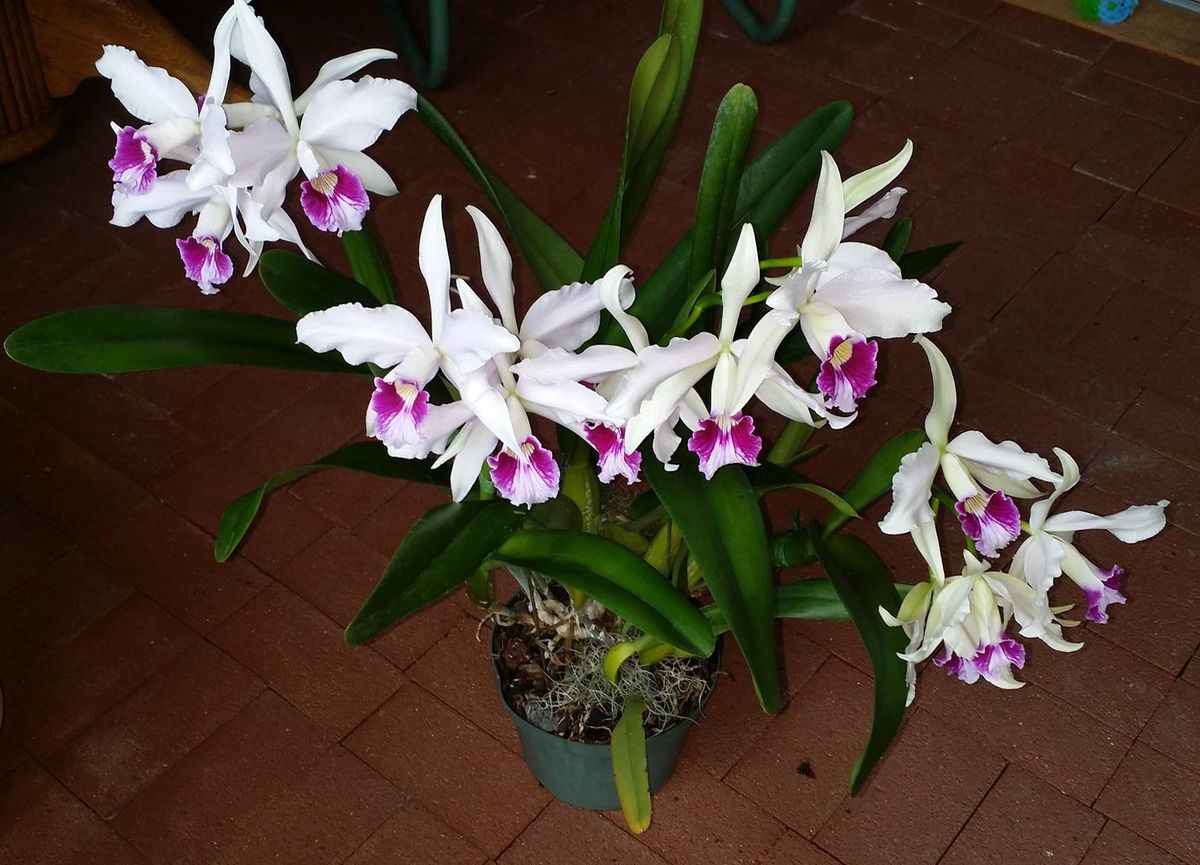 For The Love of Orchids