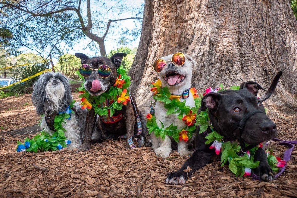 Street paws festival - Northern beaches  