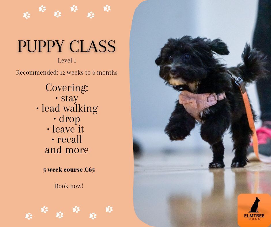 Puppy Class Level 1 - Aston