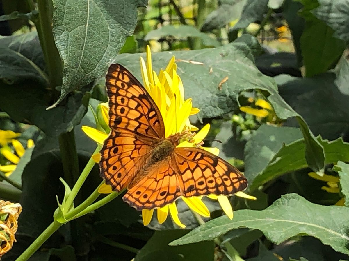 Carolinas Wild Butterfly Survey (Adults)