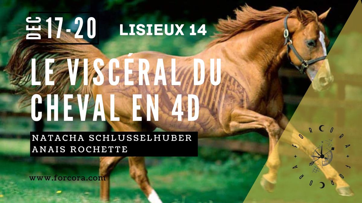  Visc\u00e9ral 4D cheval 