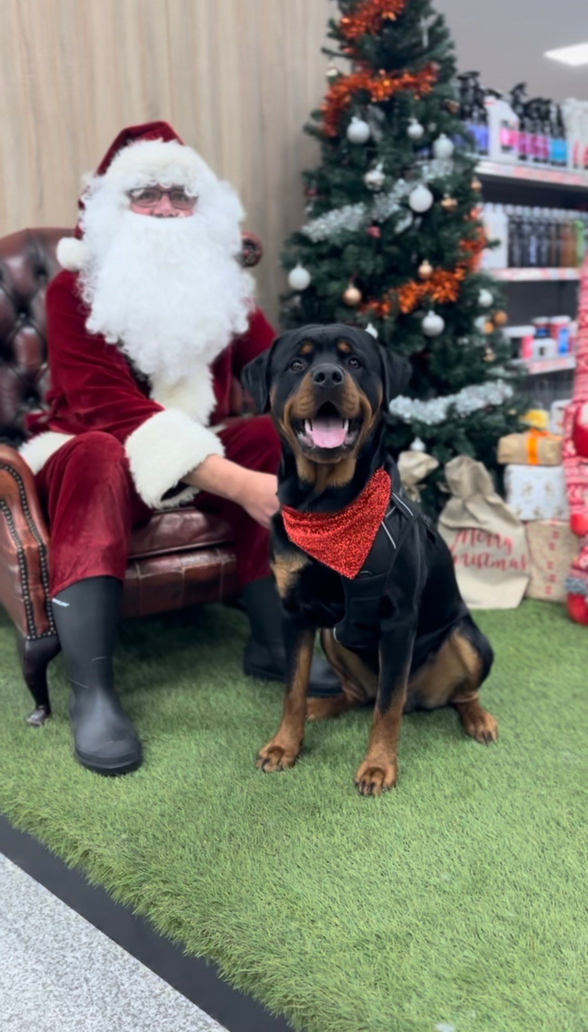 Santa Paws - Llangefni \ud83c\udf84