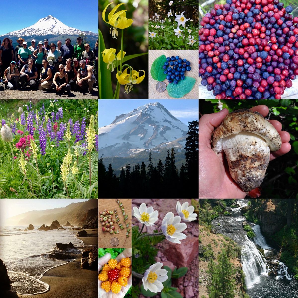 Edible & Medicinal Plants of the Pacific Northwest: Herb Walk