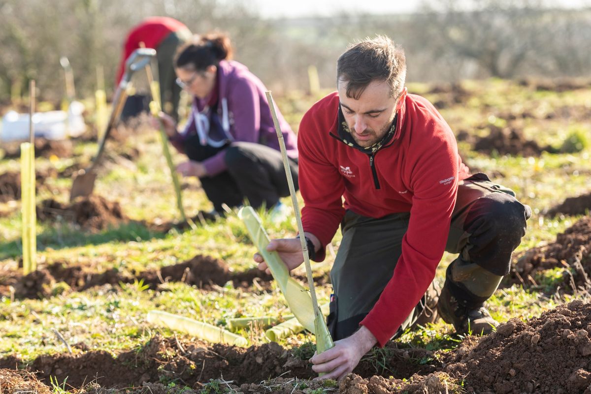 Tuesday Community and Volunteer tree planting at Wembury Barton Farm