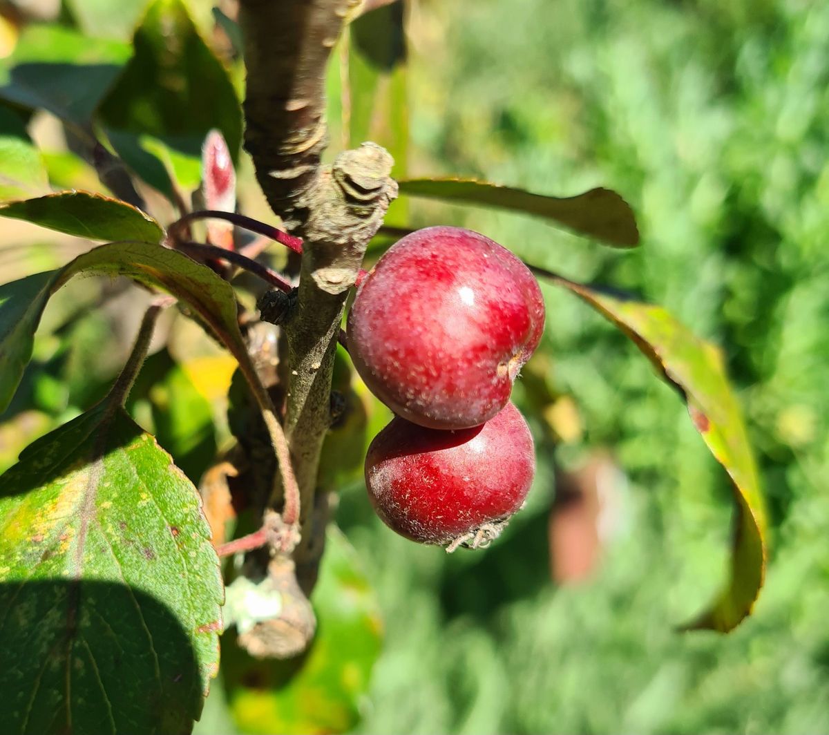 Taradale Produce Swap