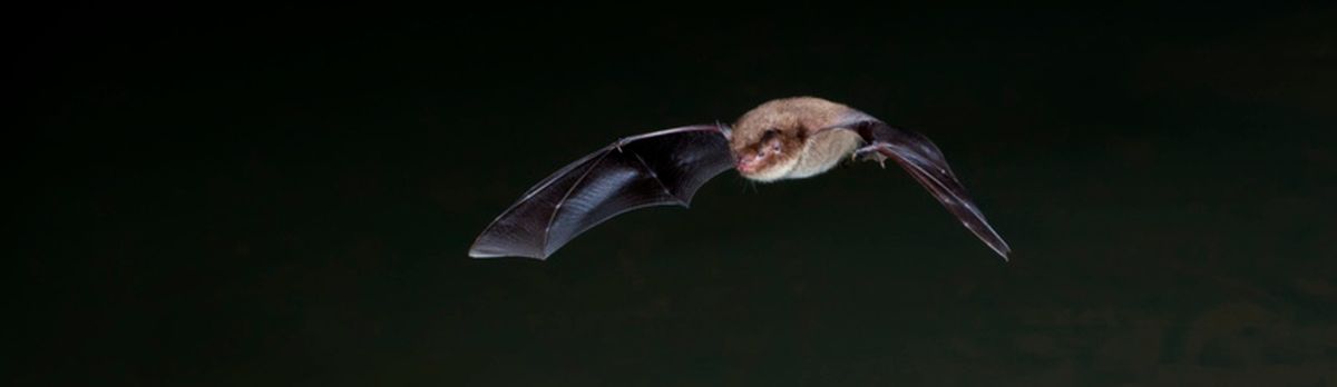 Guided Bat Walk at The Wildgrounds, Gosport