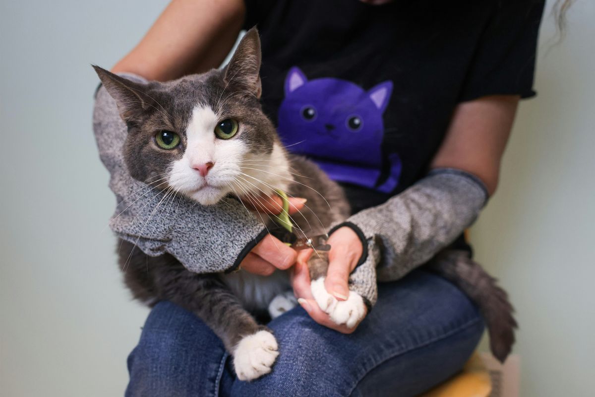 Plymouth East Chuck & Don's Feline Rescue Cat Claw Clipping Clinic