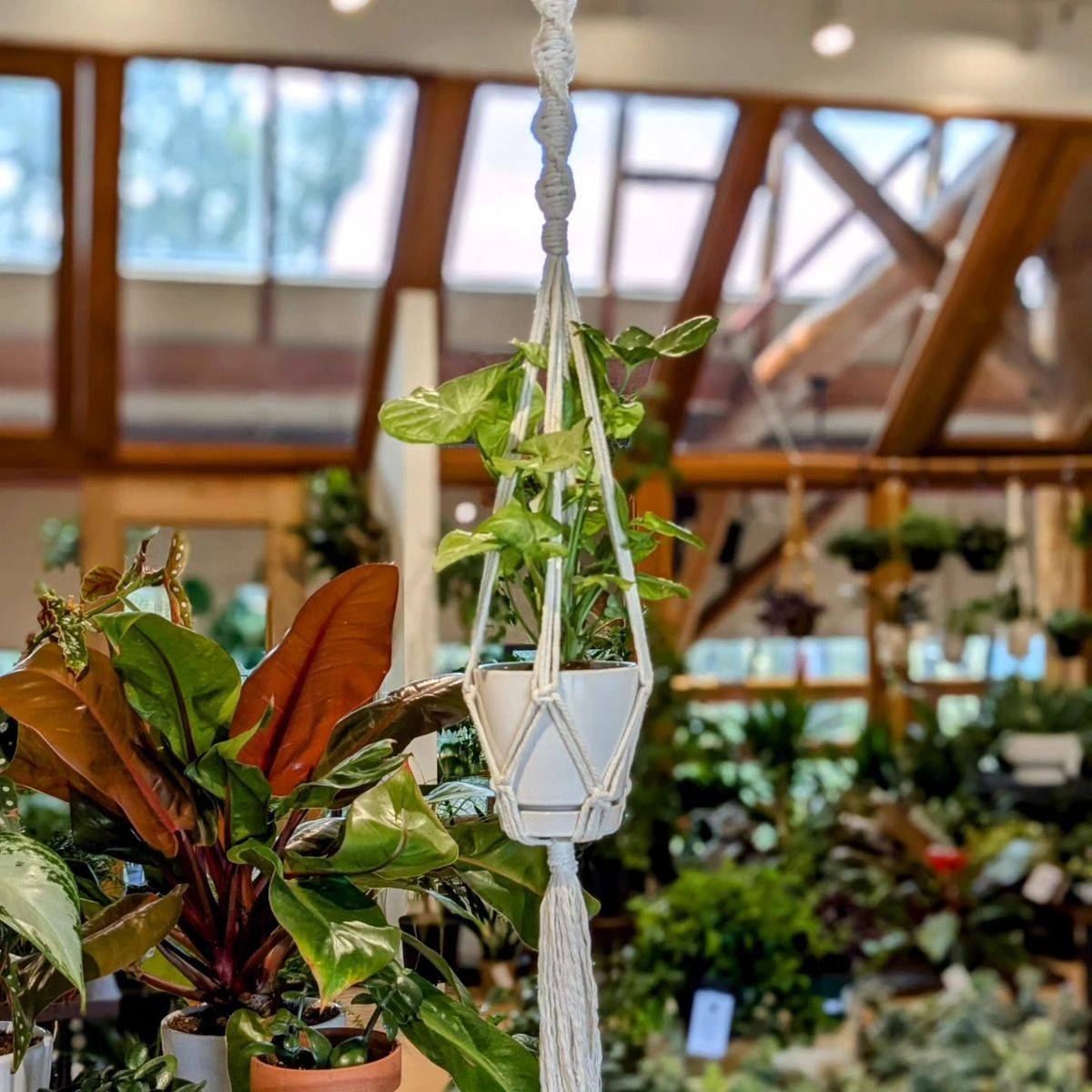 Make a Macrame Plant Hanger: Let's Get Knotty (Second Session)