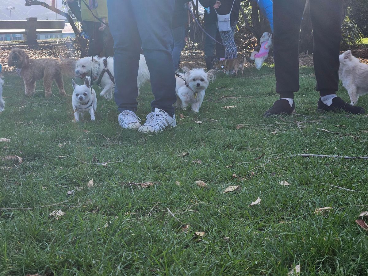 Small Dog Social - First Sunday of the month - 2:30pm - 3:30pm (during winter)