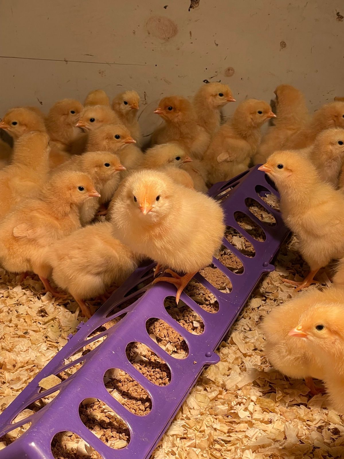 Chick Days 