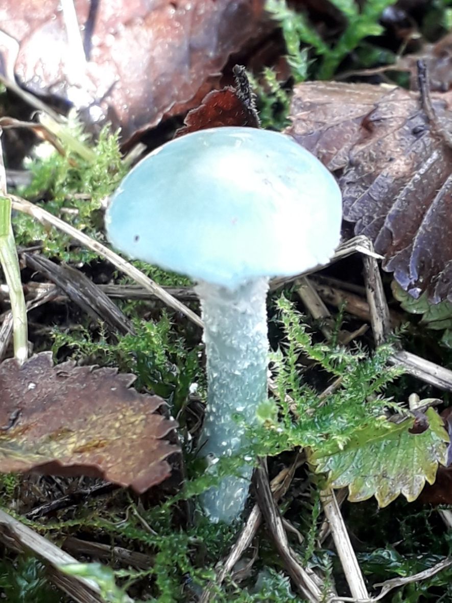 Wirral Wildlife AGM followed by Fungi Show & Tell