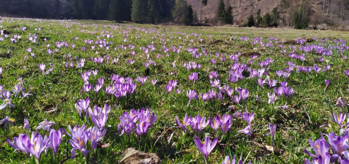 Krokusy w Gorcach, wycieczka jednodniowa 29.03.2025r. (Turbacz do KGP)