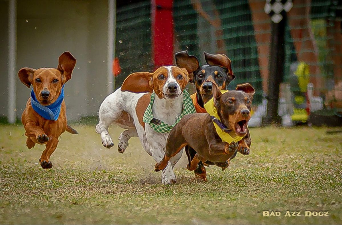 Florida Wiener Dog Derby XIV with Riverfest