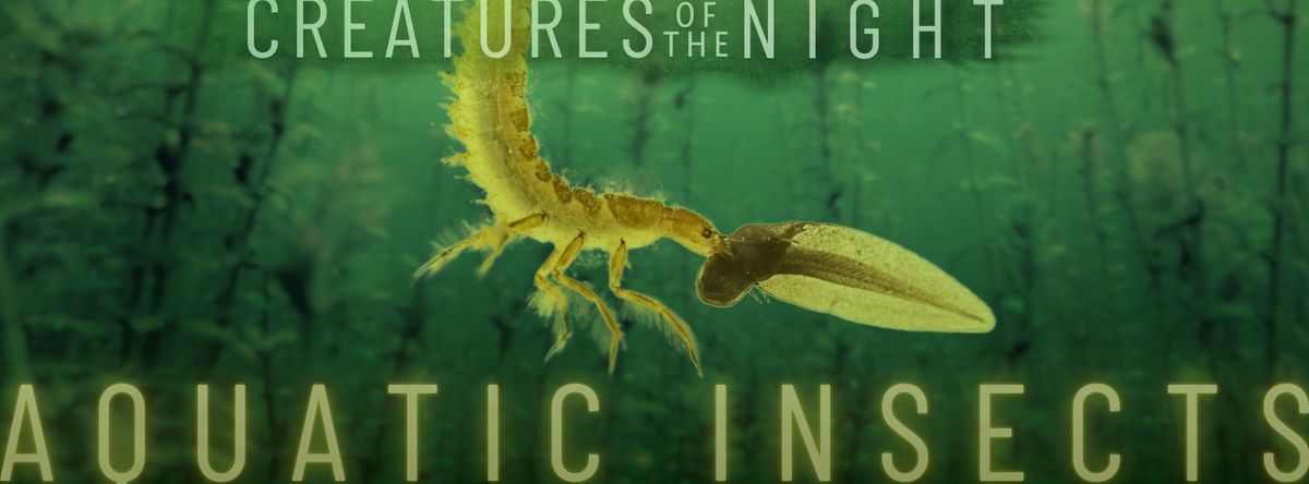 Creatures of the Night: Aquatic Insects