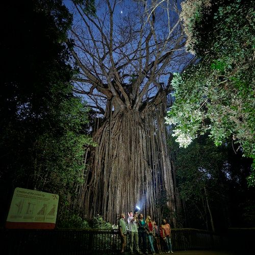 Nocturnal Rainforest & Wildlife Tour from Cairns