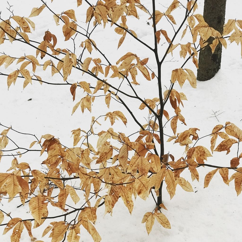 American Beech